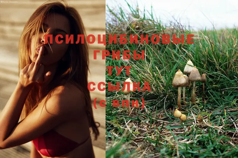 Галлюциногенные грибы Magic Shrooms Сорочинск